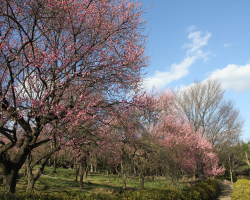 ツツジ園北のピンクの八重の梅が満開
